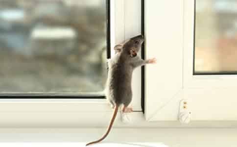 老鼠最怕什么?如何赶走它(消灭驱赶老鼠的气味,声音,植物,颜色,药） 3