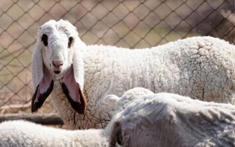 瓦格吉尔羊2022年价格是多少（养殖纯种幼崽介绍）