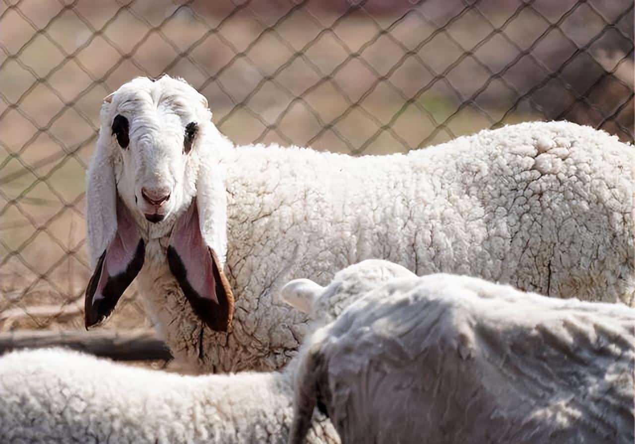 瓦格吉尔羊2022年价格是多少（养殖纯种幼崽介绍） 1