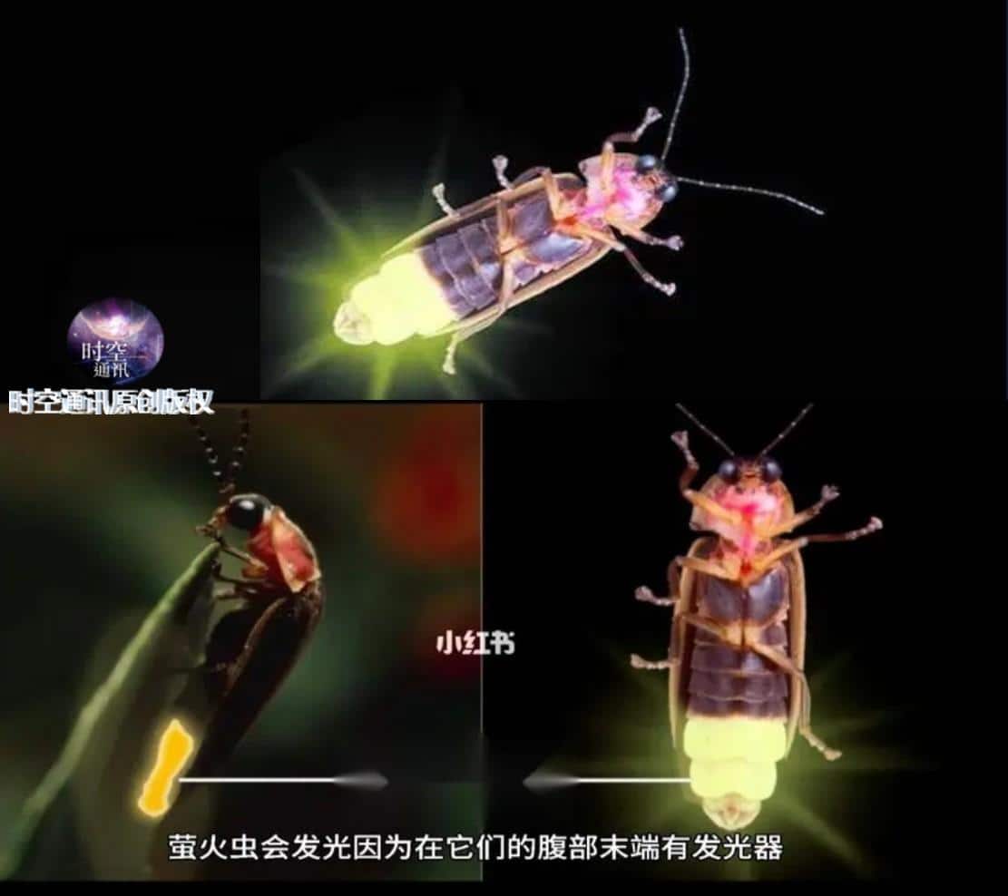 萤火虫为什么会发光的原因（简单化学物理反应解答） 5