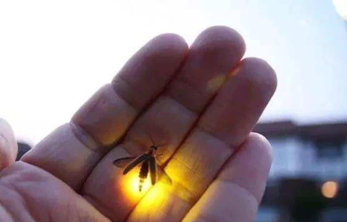 萤火虫为什么会发光的原因（简单化学物理反应解答） 13