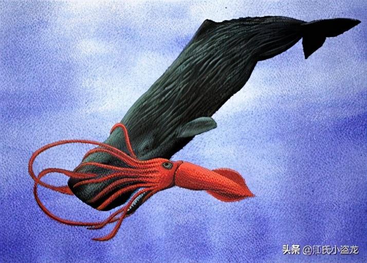 大王乌贼真的存在吗（世界发现80米长巨型章鱼长什么样图片） 13