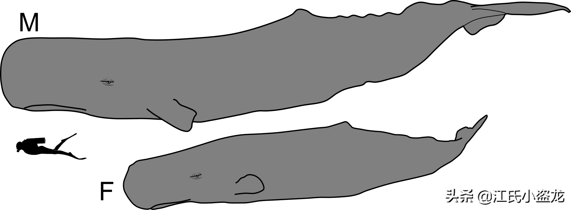 大王乌贼真的存在吗（世界发现80米长巨型章鱼长什么样图片） 17