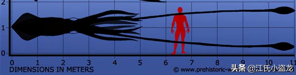 大王乌贼真的存在吗（世界发现80米长巨型章鱼长什么样图片） 11