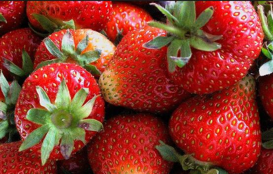 草莓是什么季节的水果?几月份可以摘草莓?（正常北方牛奶奶油草莓11月份熟透了嘛） 3