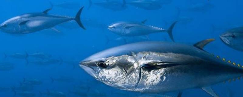 深海鱼有哪些品种图片及名字大全（30种常见公认营养价值高且好吃的海鱼） 1